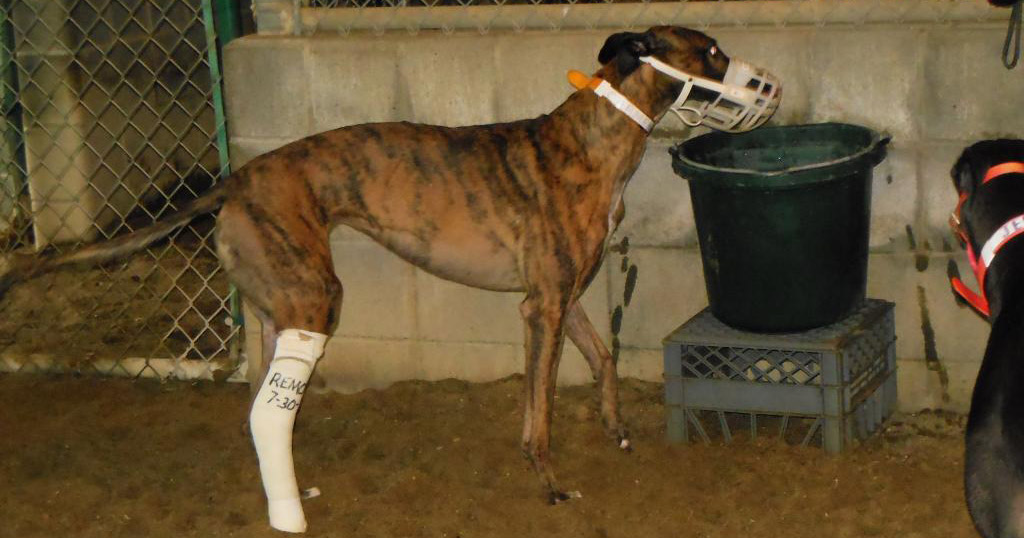 how many greyhounds die each year from racing in florida