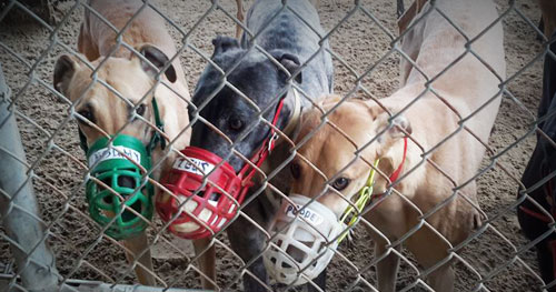 muzzled greyhounds in a turnout pen